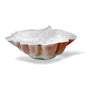 Royale Conchiglia Tropicale Cm 33 Royale